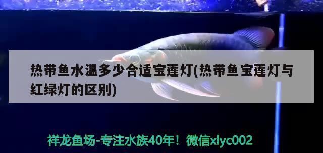 熱帶魚水溫多少合適寶蓮燈(熱帶魚寶蓮燈與紅綠燈的區別)