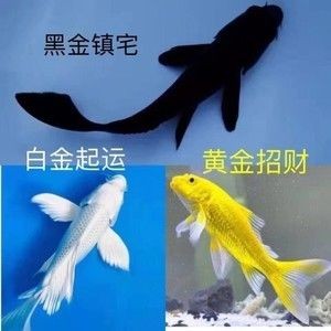 觀賞魚養(yǎng)一條黑魚什么說法啊（養(yǎng)一條黑魚在風(fēng)水學(xué)上被認(rèn)為是可以守財，而在實際飼養(yǎng)中）