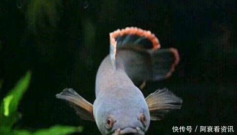 觀賞魚養(yǎng)一條黑魚什么說法啊（養(yǎng)一條黑魚在風(fēng)水學(xué)上被認(rèn)為是可以守財，而在實際飼養(yǎng)中）