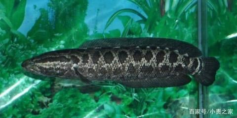 觀賞魚養(yǎng)一條黑魚什么說法啊（養(yǎng)一條黑魚在風(fēng)水學(xué)上被認(rèn)為是可以守財，而在實際飼養(yǎng)中）