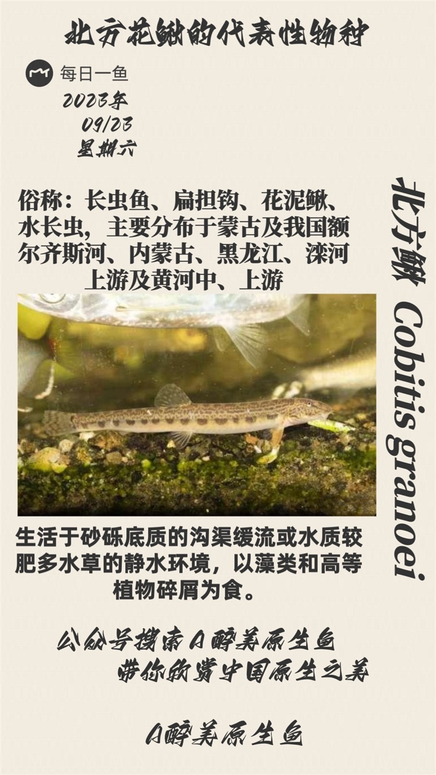 北方花鰍的代表
