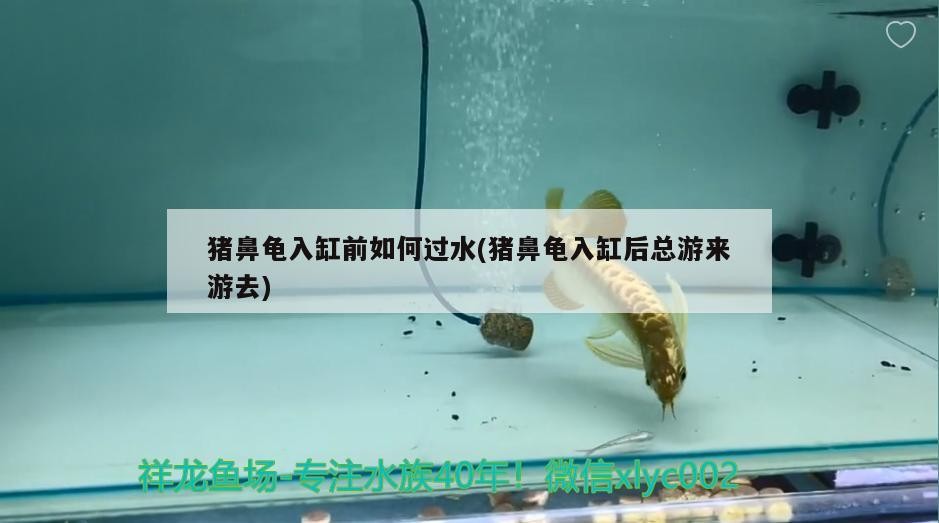 龍魚眼發白多久會恢復？，龍魚眼發白會自愈嗎