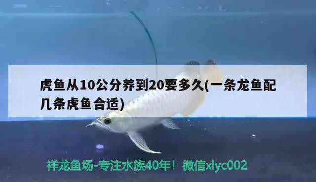 魚缸用增氧泵價(jià)格是多少:魚缸增氧機(jī)-xtrac增氧機(jī)-xtrac增氧機(jī) 虎魚從10公分養(yǎng)到20要多久(一條龍魚配幾條虎魚合適) 虎魚百科 虎魚從10公分養(yǎng)到20要多久(一條龍魚配幾條虎魚合適) 虎魚從10公分養(yǎng)到20要多久(一條龍魚配幾條虎魚合適) 虎魚百科