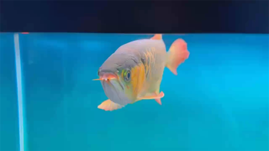 分享一個喂食日常