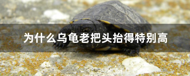 為什么烏龜老把頭抬得特別高