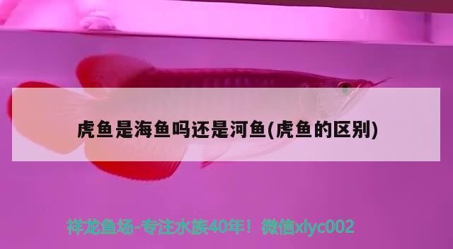 虎魚是海魚嗎還是河魚(虎魚的區別)
