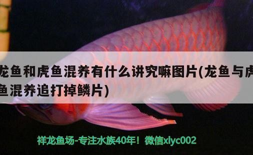 龍魚(yú)和虎魚(yú)混養(yǎng)有什么講究嘛圖片(龍魚(yú)與虎魚(yú)混養(yǎng)追打掉鱗片)