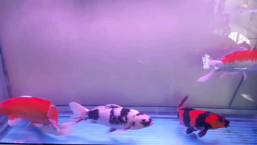 魚趣