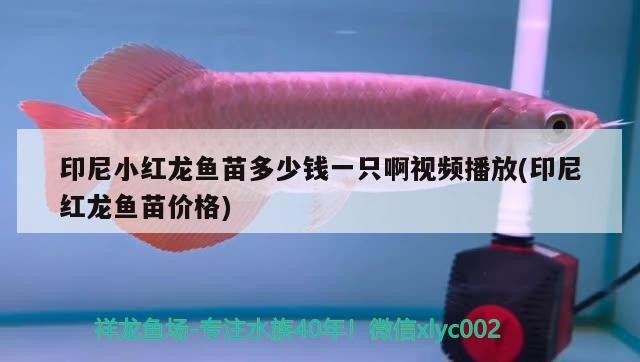 印尼小紅龍魚苗多少錢一只啊視頻播放(印尼紅龍魚苗價格)
