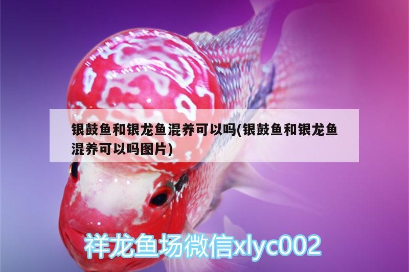 銀鼓魚和銀龍魚混養可以嗎(銀鼓魚和銀龍魚混養可以嗎圖片)