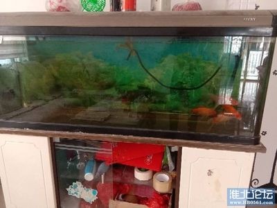大魚缸換小魚缸好嗎：大魚缸換小魚缸水正確的換水方式對魚缸水正確的換水方式
