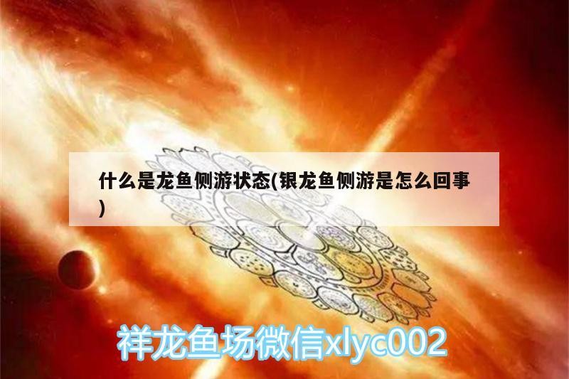 什么是龍魚側游狀態(銀龍魚側游是怎么回事)