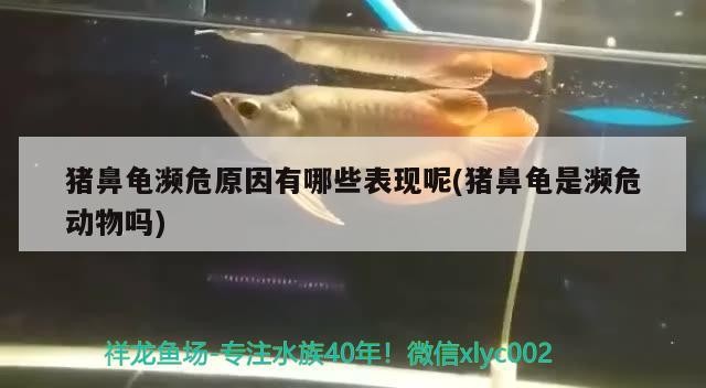 豬鼻龜瀕危原因有哪些表現呢(豬鼻龜是瀕危動物嗎)