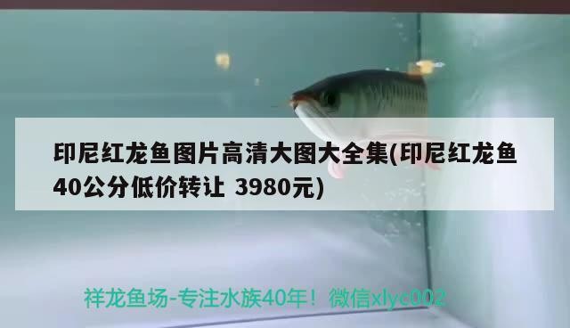 印尼紅龍魚圖片高清大圖大全集(印尼紅龍魚40公分低價(jià)轉(zhuǎn)讓3980元)