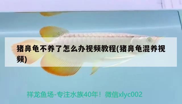 豬鼻龜不養了怎么辦視頻教程(豬鼻龜混養視頻)