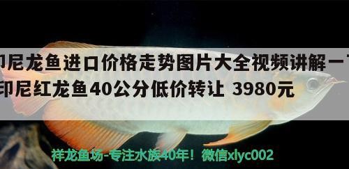 印尼龍魚進口價格走勢圖片大全視頻講解一下(印尼紅龍魚40公分低價轉讓3980元)