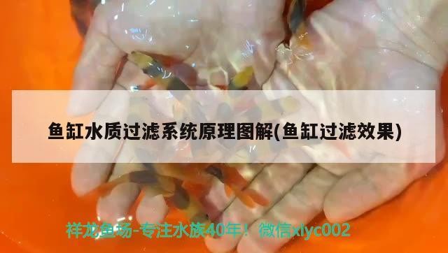 魚缸水質過濾系統原理圖解(魚缸過濾效果)