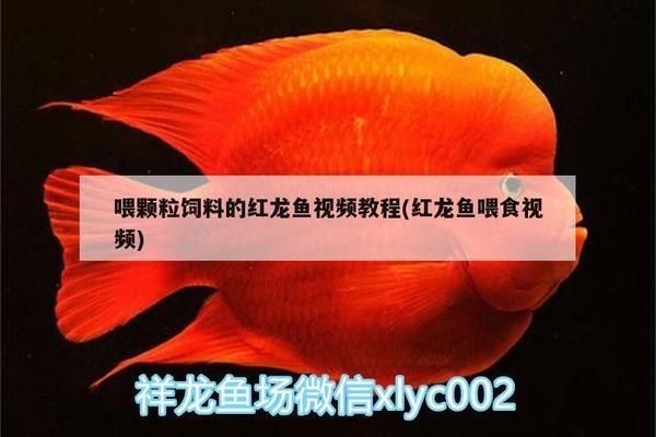 紅龍魚飼料能喂羅漢魚嗎：紅龍魚飼料是否能喂羅漢魚，
