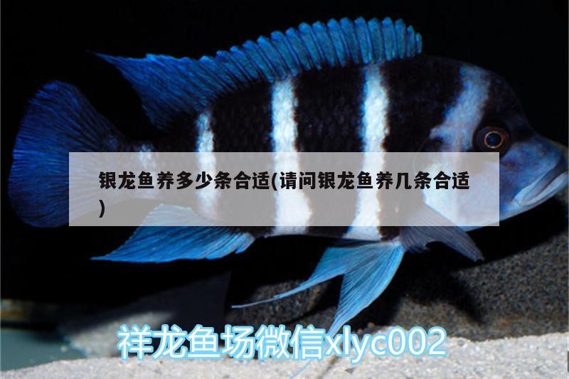 銀龍魚養多少條合適(請問銀龍魚養幾條合適)