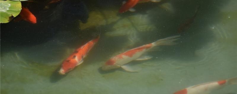 魚塘的水變渾濁了怎么辦？怎么讓魚塘水變清澈