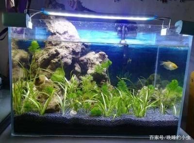 超白魚缸多少錢一個合適的：如何選擇一個合適的超白魚缸