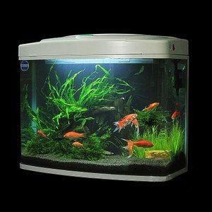 超白魚缸多少錢一個合適的：如何選擇一個合適的超白魚缸