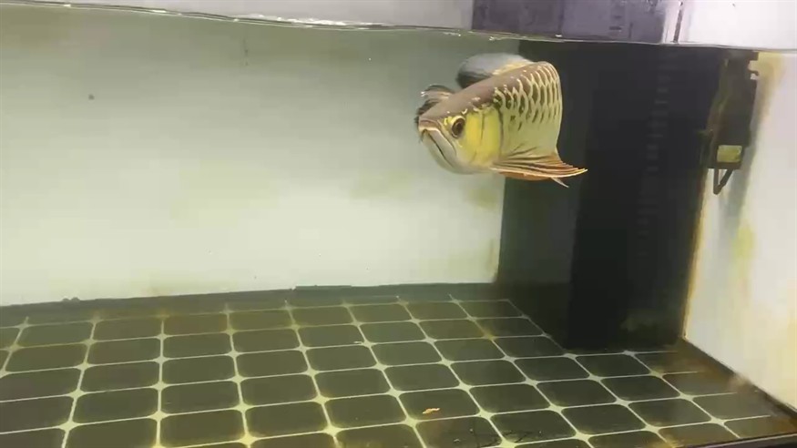 好的東西也是一眼能看出來