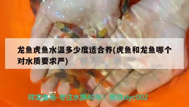 龍魚虎魚水溫多少度適合養(虎魚和龍魚哪個對水質要求嚴)
