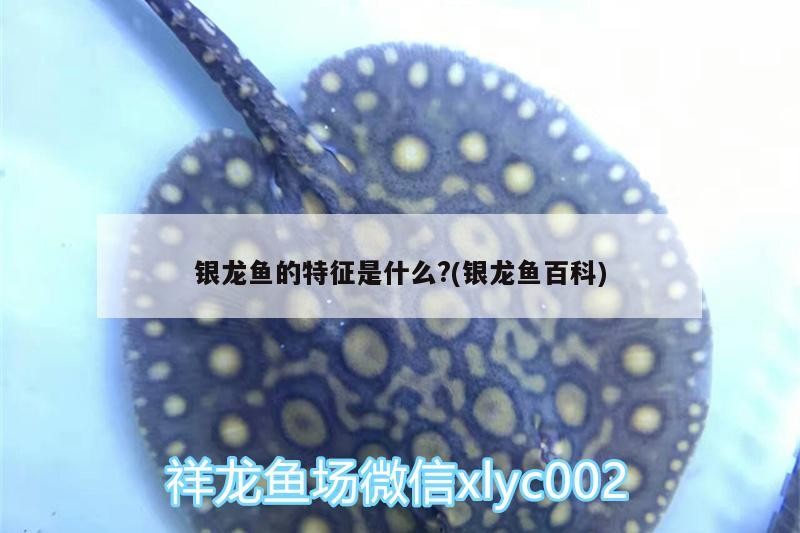 銀龍魚的特征是什么?(銀龍魚百科)
