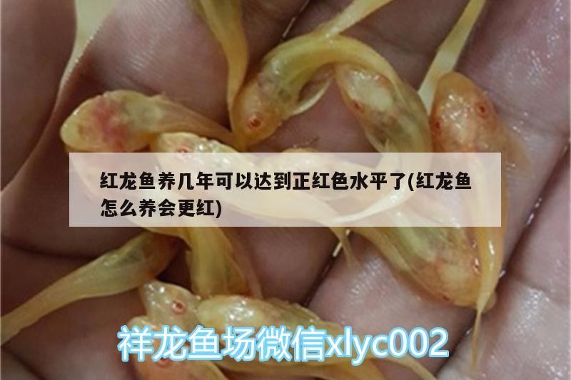 銀龍魚的特征是什么?(銀龍魚百科)
