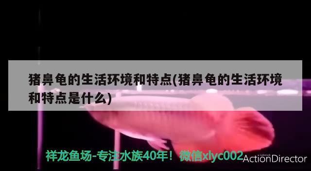 銀龍魚爛鱗后還能活多久，銀龍魚爛鱗怎么辦