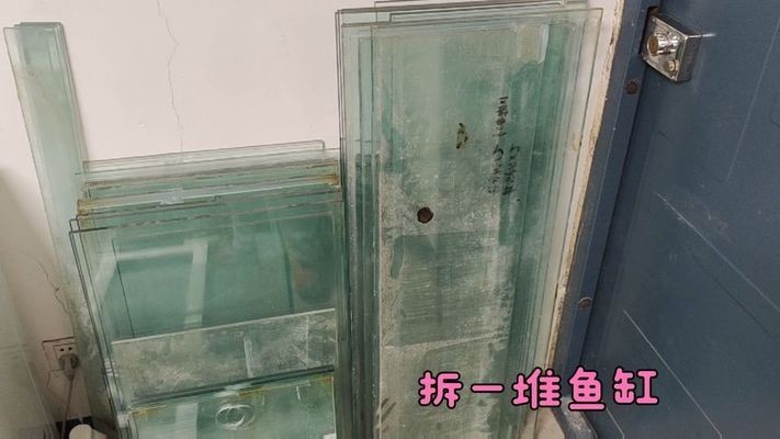 銀龍魚爛鱗后還能活多久，銀龍魚爛鱗怎么辦