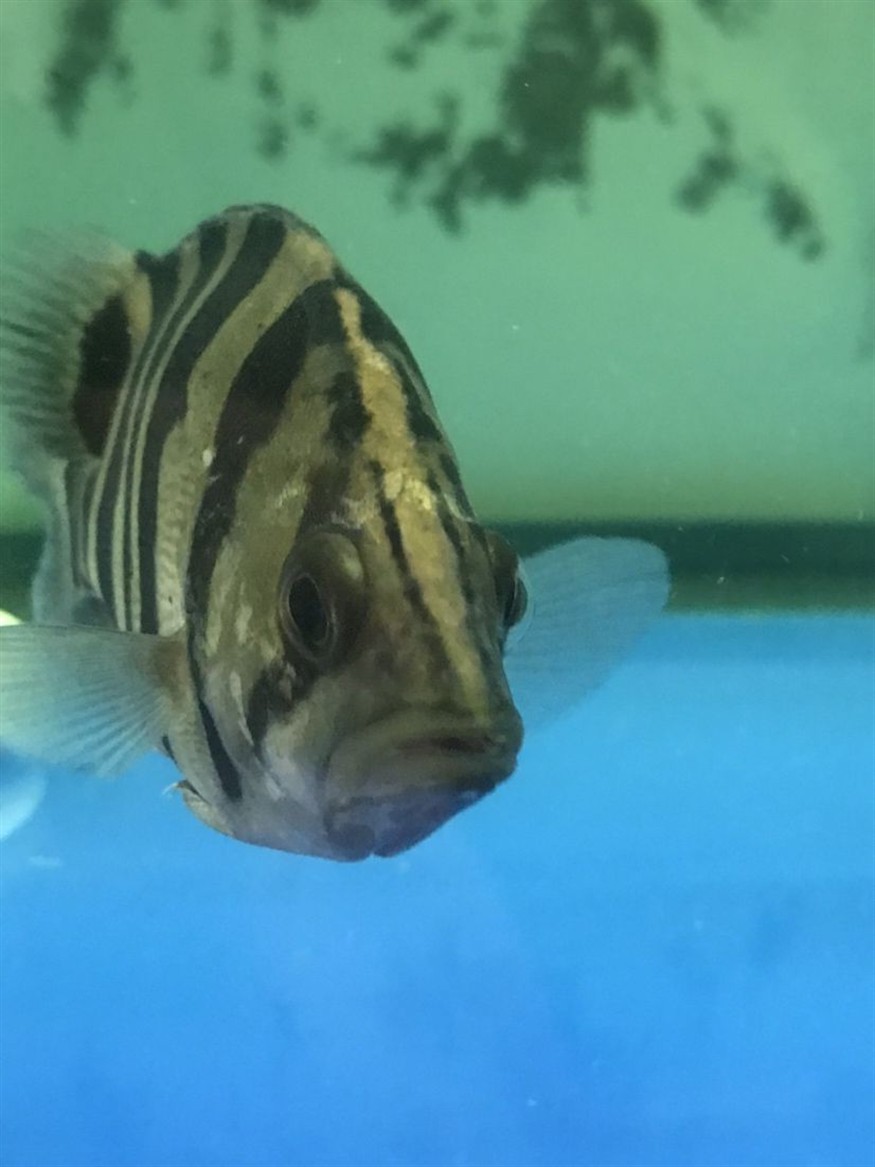 廣州水族館這虎魚鰓蓋上是什么病？