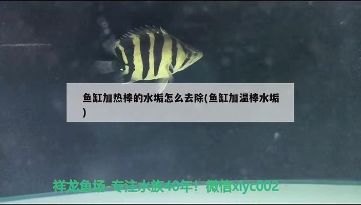 森森底濾魚缸過濾怎么樣（森森底濾魚缸好嗎）