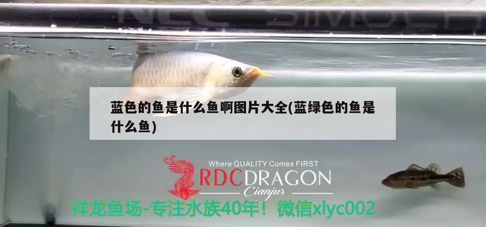 藍色的魚是什么魚啊圖片大全(藍綠色的魚是什么魚) 藍色的魚是什么魚啊圖片大全(藍綠色的魚是什么魚) 豬鼻龜百科