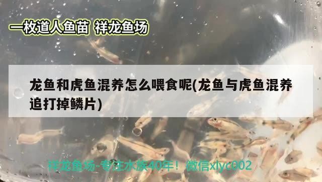 龍魚和虎魚混養怎么喂食呢(龍魚與虎魚混養追打掉鱗片)