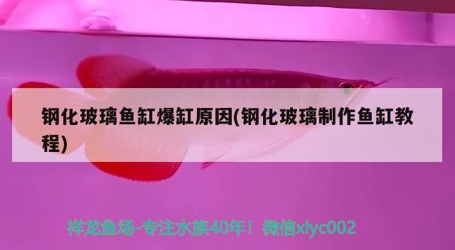 鋼化玻璃魚缸爆缸原因(鋼化玻璃制作魚缸教程)