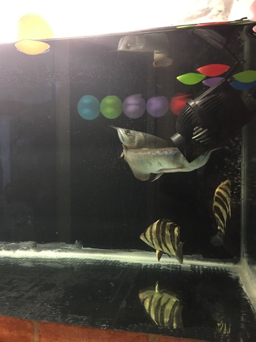 揭陽水族館虎魚不吃食