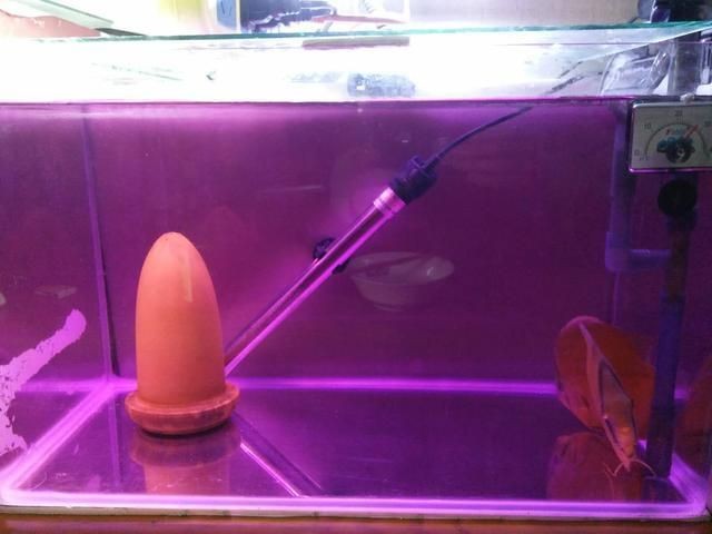100升水下多少鹽魚缸:100升水下多少鹽魚缸加鹽 魚缸百科 第2張 100升水下多少鹽魚缸:100升水下多少鹽魚缸加鹽 100升水下多少鹽魚缸:100升水下多少鹽魚缸加鹽 魚缸百科 第2張