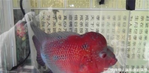 100升水下多少鹽魚缸：100升水下多少鹽魚缸加鹽 100升水下多少鹽魚缸：100升水下多少鹽魚缸加鹽 魚缸百科 第3張