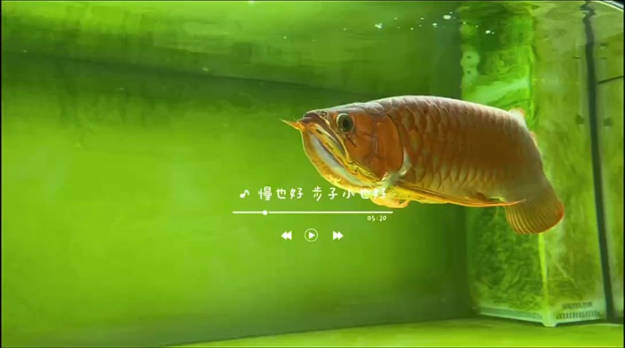 慢也好
