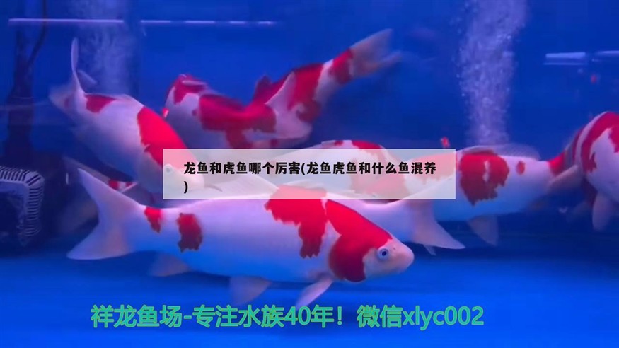 龍魚(yú)和虎魚(yú)哪個(gè)厲害(龍魚(yú)虎魚(yú)和什么魚(yú)混養(yǎng))