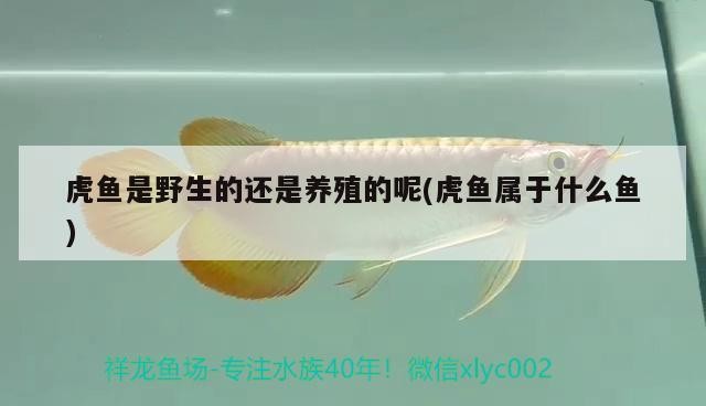 虎魚是野生的還是養殖的呢(虎魚屬于什么魚)