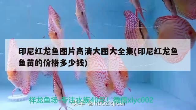 印尼紅龍魚圖片高清大圖大全集(印尼紅龍魚魚苗的價(jià)格多少錢)