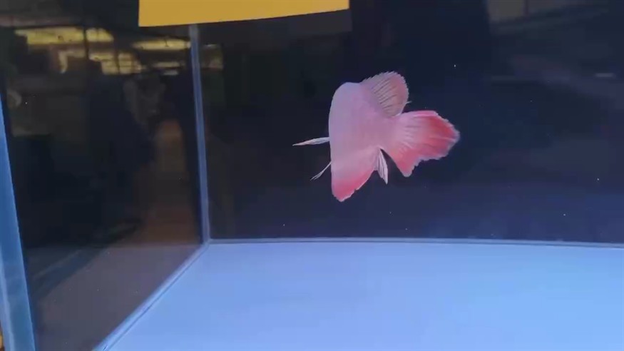 這是紅龍？[haha][haha][haha]
