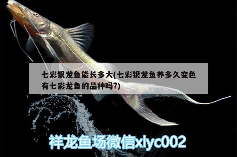 七彩銀龍魚能長多大(七彩銀龍魚養多久變色有七彩龍魚的品種嗎?)
