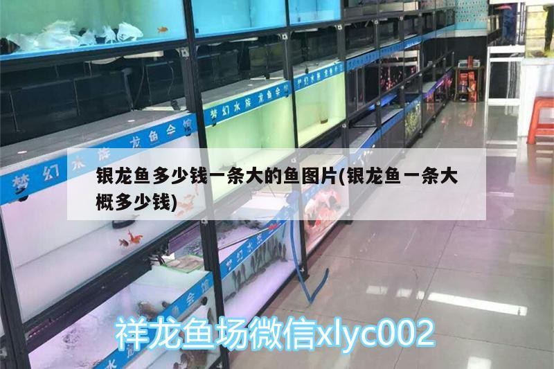 銀龍魚多少錢一條大的魚圖片(銀龍魚一條大概多少錢)