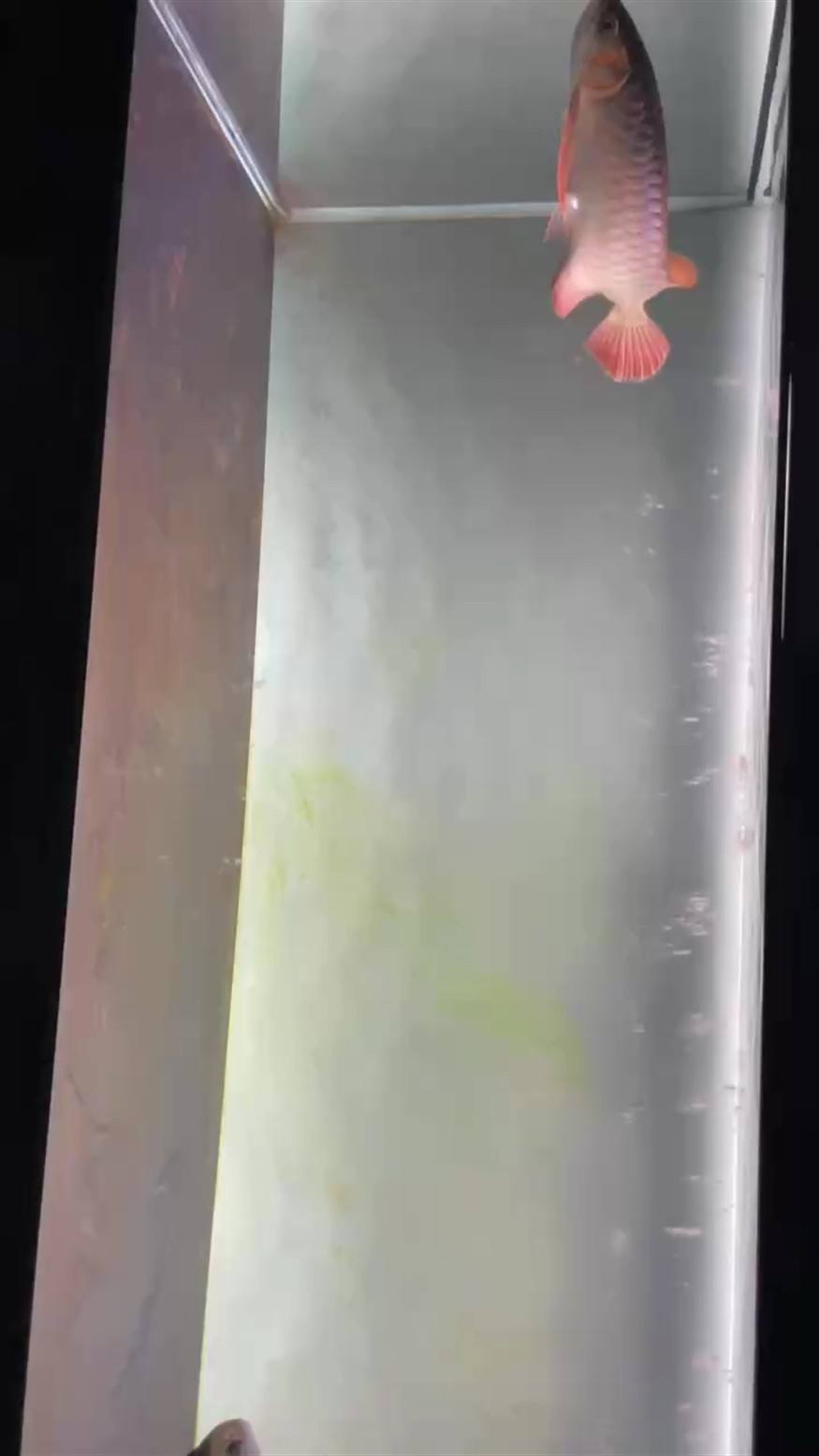 飼養(yǎng)4個月留檔