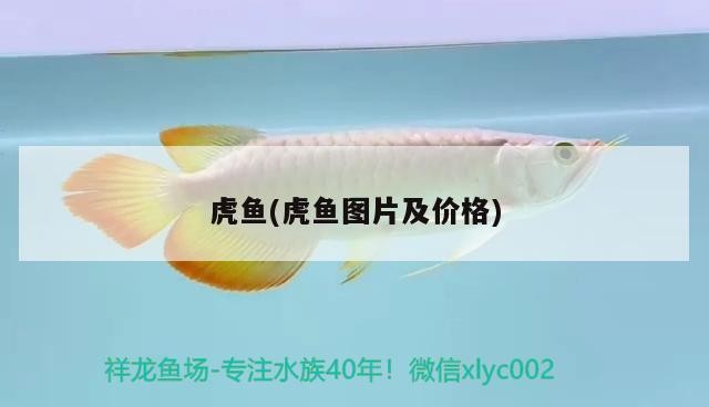 小型魚 虎魚(虎魚圖片及價格) 虎魚百科 虎魚(虎魚圖片及價格) 虎魚(虎魚圖片及價格) 虎魚百科