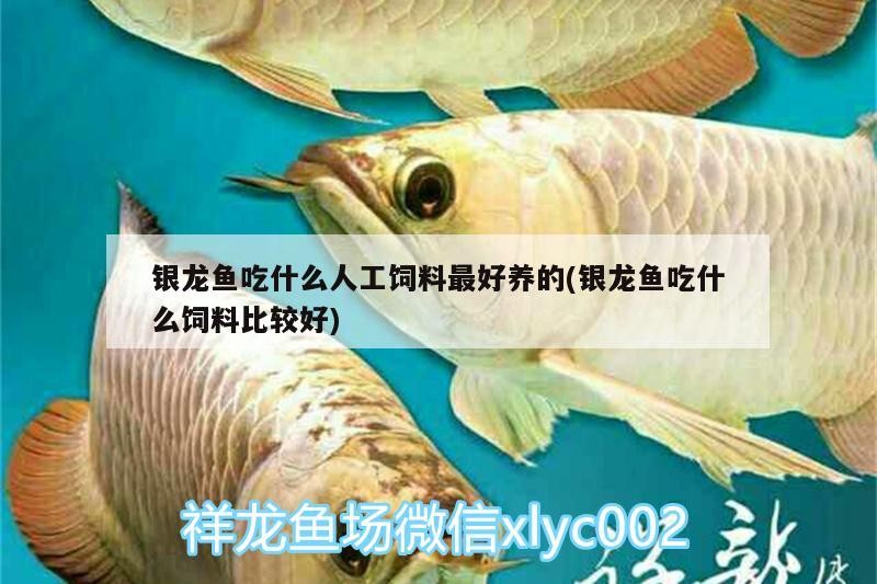 銀龍魚吃什么人工飼料最好養的(銀龍魚吃什么飼料比較好)